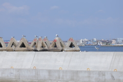 海辺の鳥たち