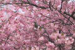 桜咲く
