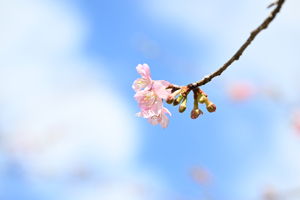 梅の花