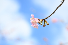 梅の花