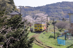 桜で待つ電車