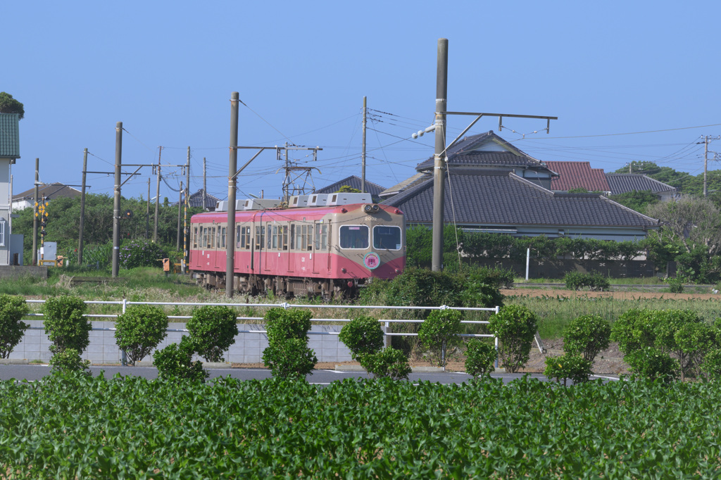 電車ときゃべつ