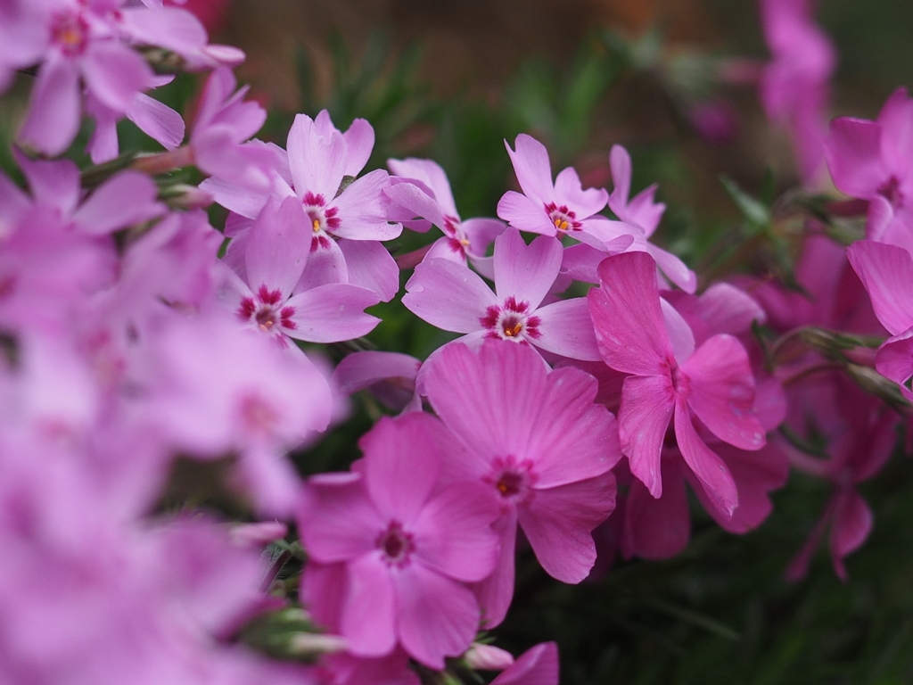 芝桜