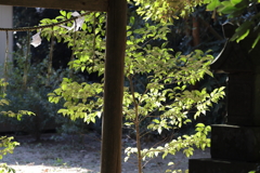 光の葉