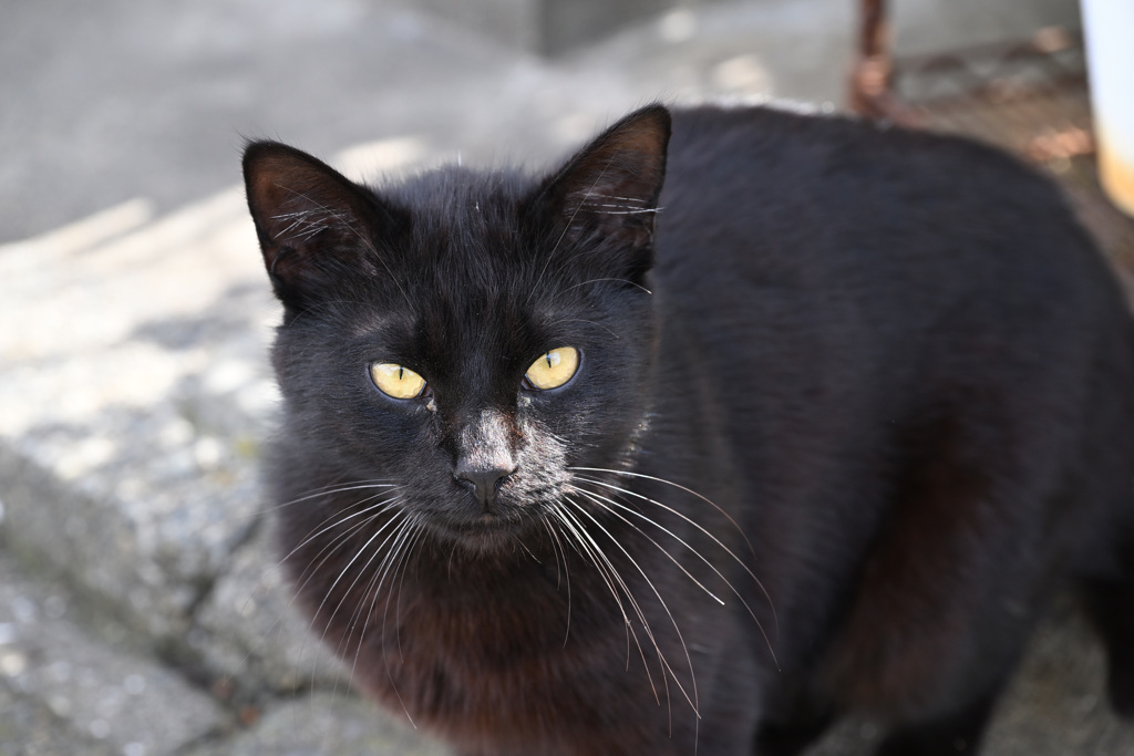 黒猫との出会い