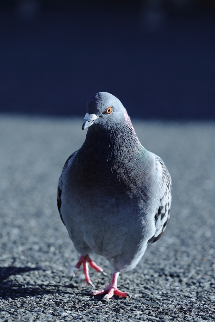 かっこいい鳩