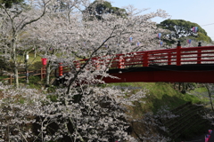 桜を渡る