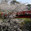 桜を渡る