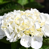 白い紫陽花