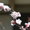 桃色梅