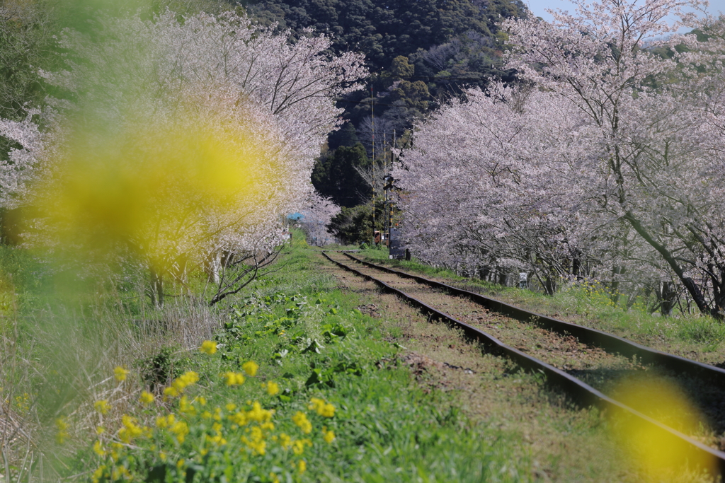 菜の花と桜と線路