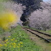 菜の花と桜と線路
