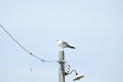 海鳥と電柱