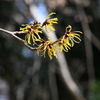 小春