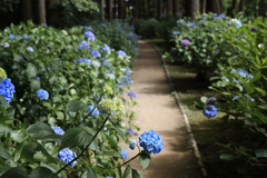 紫陽花遊歩道