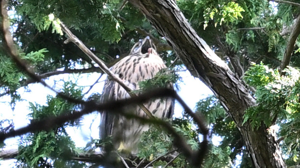 オオタカ（若）叫ぶ