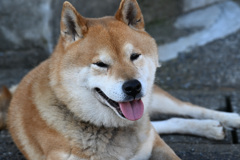 ベストショット（癒し系）