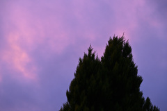 パープルアワー