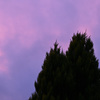 パープルアワー
