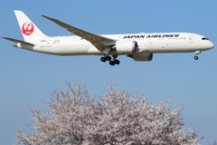 JALと桜