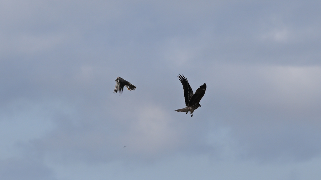 隼と鳶