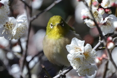目線ありがと