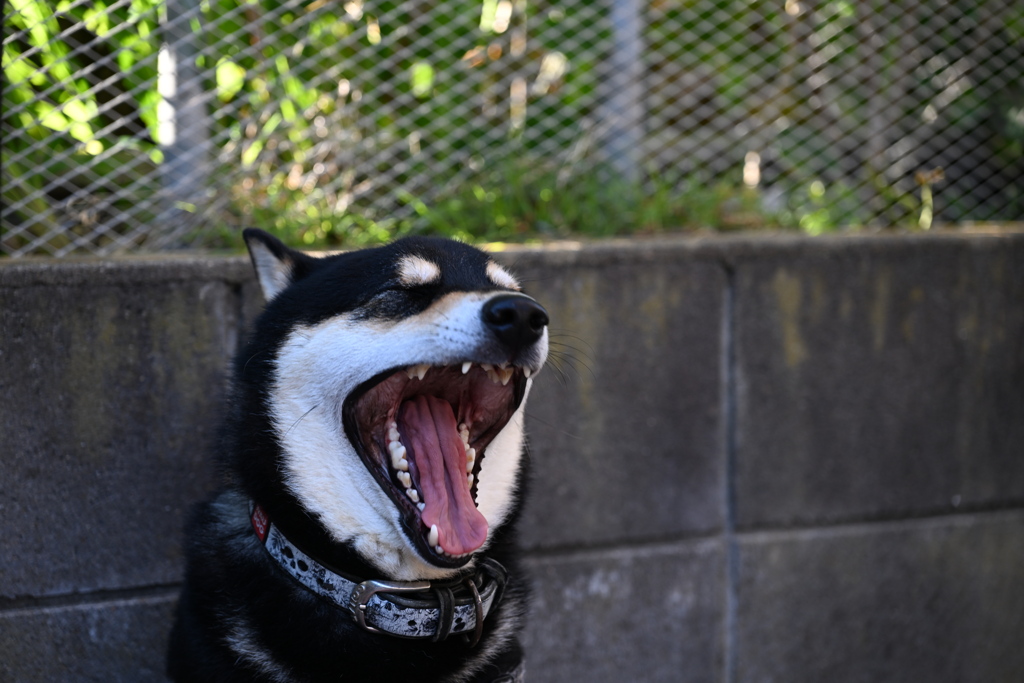 大あくび