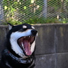 大あくび