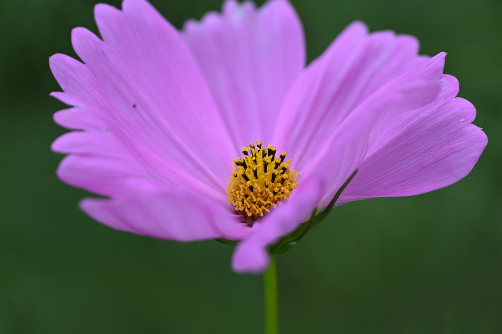 花弁