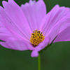 花弁