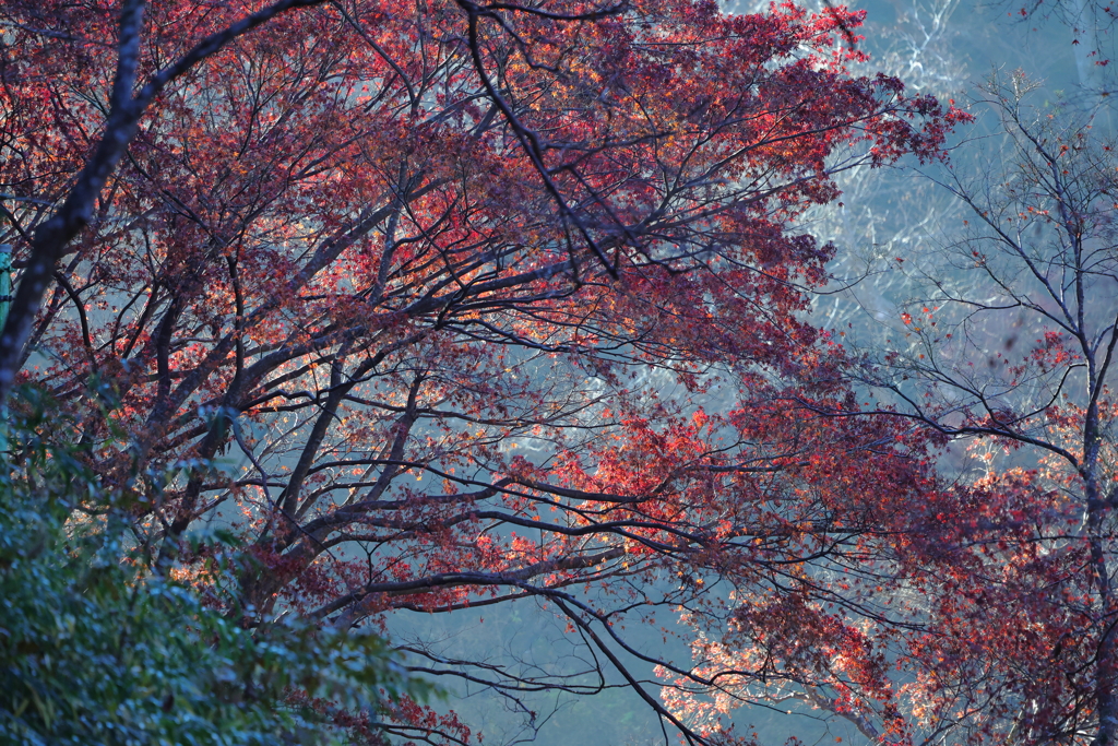 早朝の紅葉