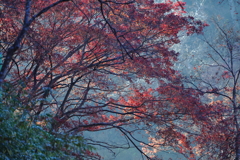 早朝の紅葉