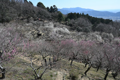 筑波山の梅林