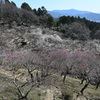 筑波山の梅林