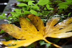 まだ朽ち果てぬ