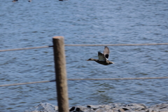 鴨飛びだし