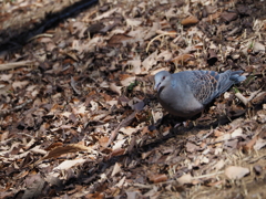 鳩