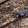 鳩