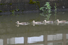 カルガモ艦隊四天王