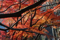 秋、燃ゆる山