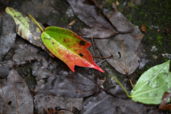 朽ち果てぬもの