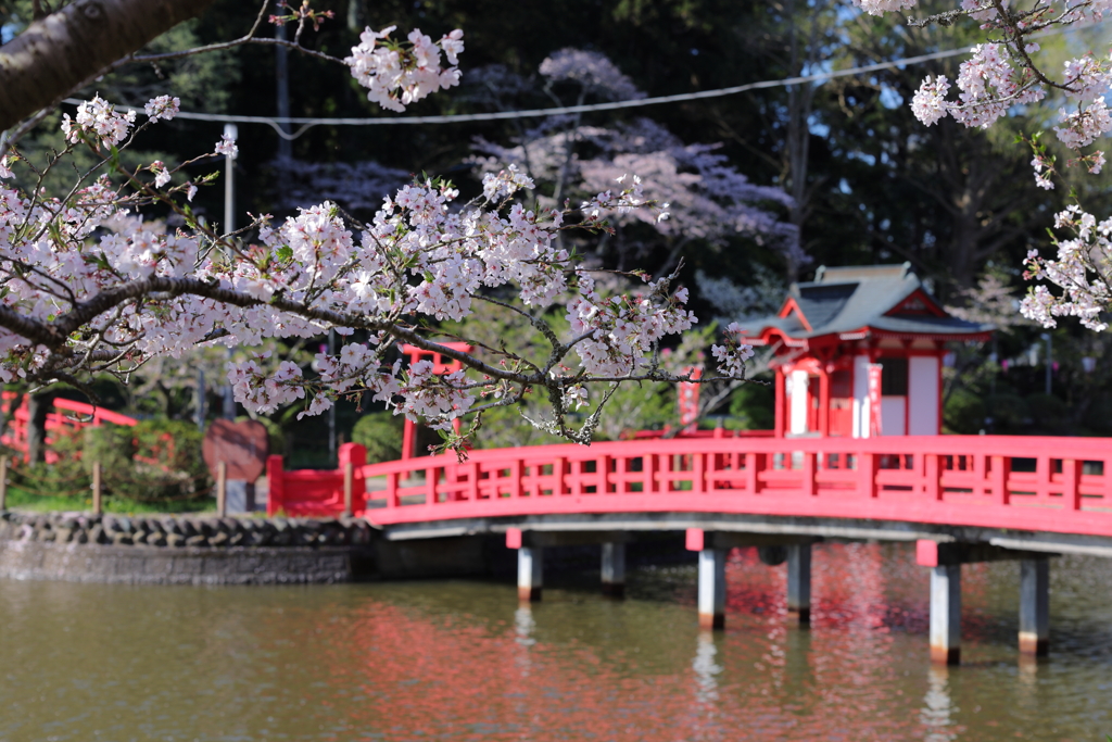 桜おと赤い橋