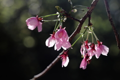 枝垂れ桜