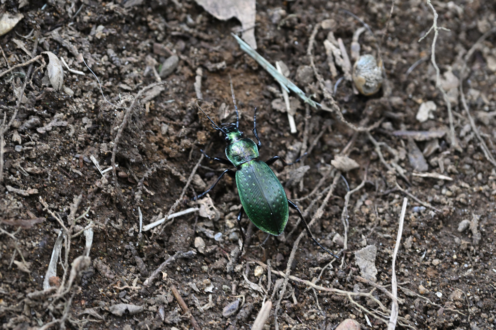 緑に輝く昆虫