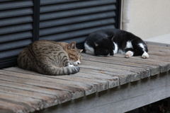 眠りねこ