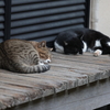 眠りねこ