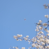 桜と飛行機