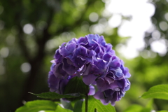 夏の始まり