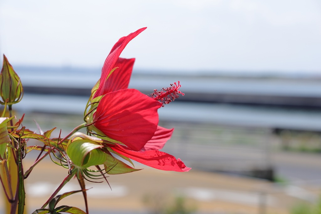 常夏②