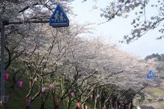 桜街道